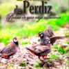 el-reclamo-de-perdiz