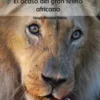 Leones-el-ocaso-del-gran-felino-africano
