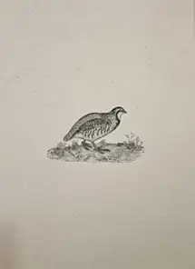 tratado-de-la-caza-del-macho-y-la-hembra